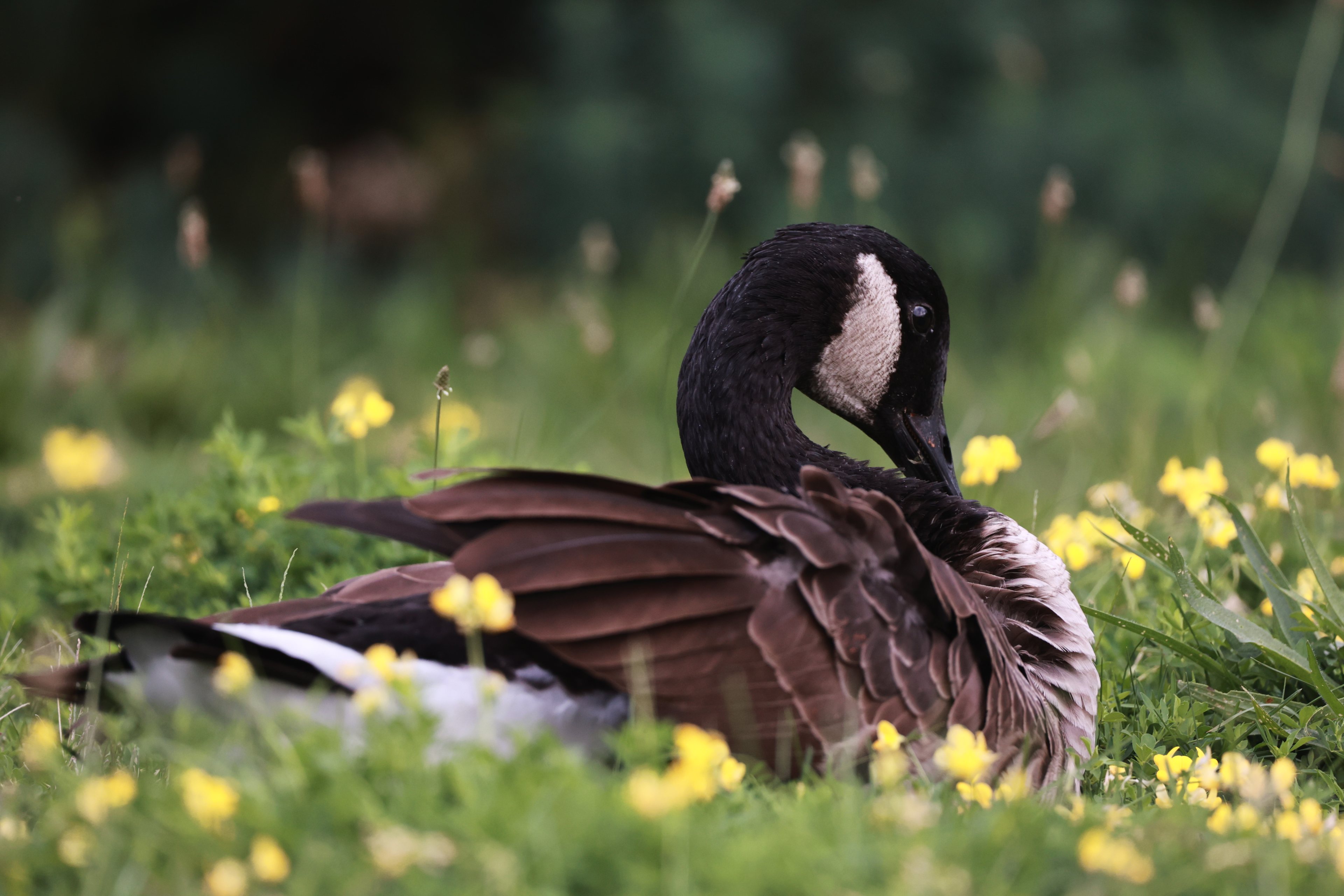 Wildlife — California