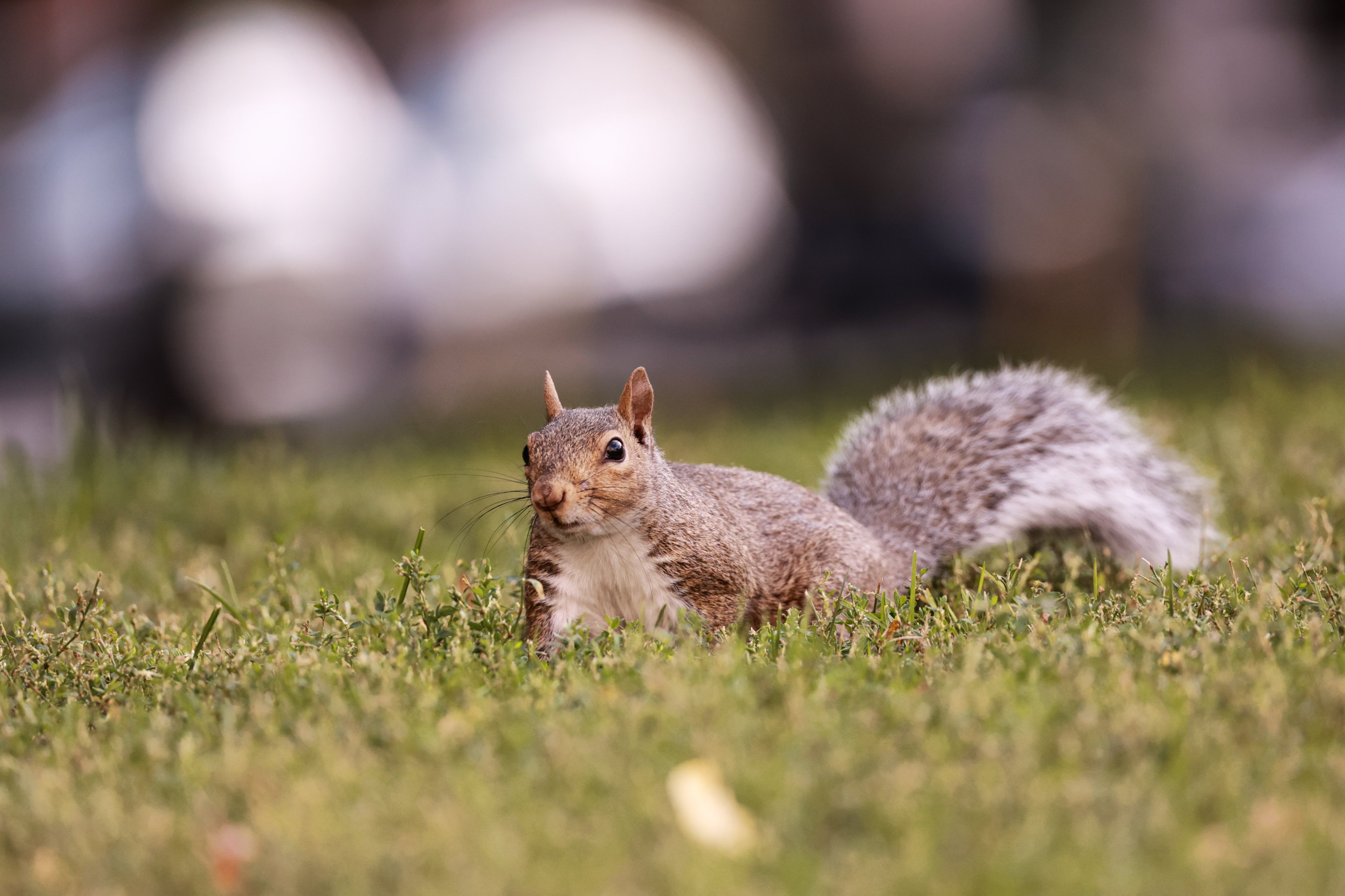 Wildlife — California