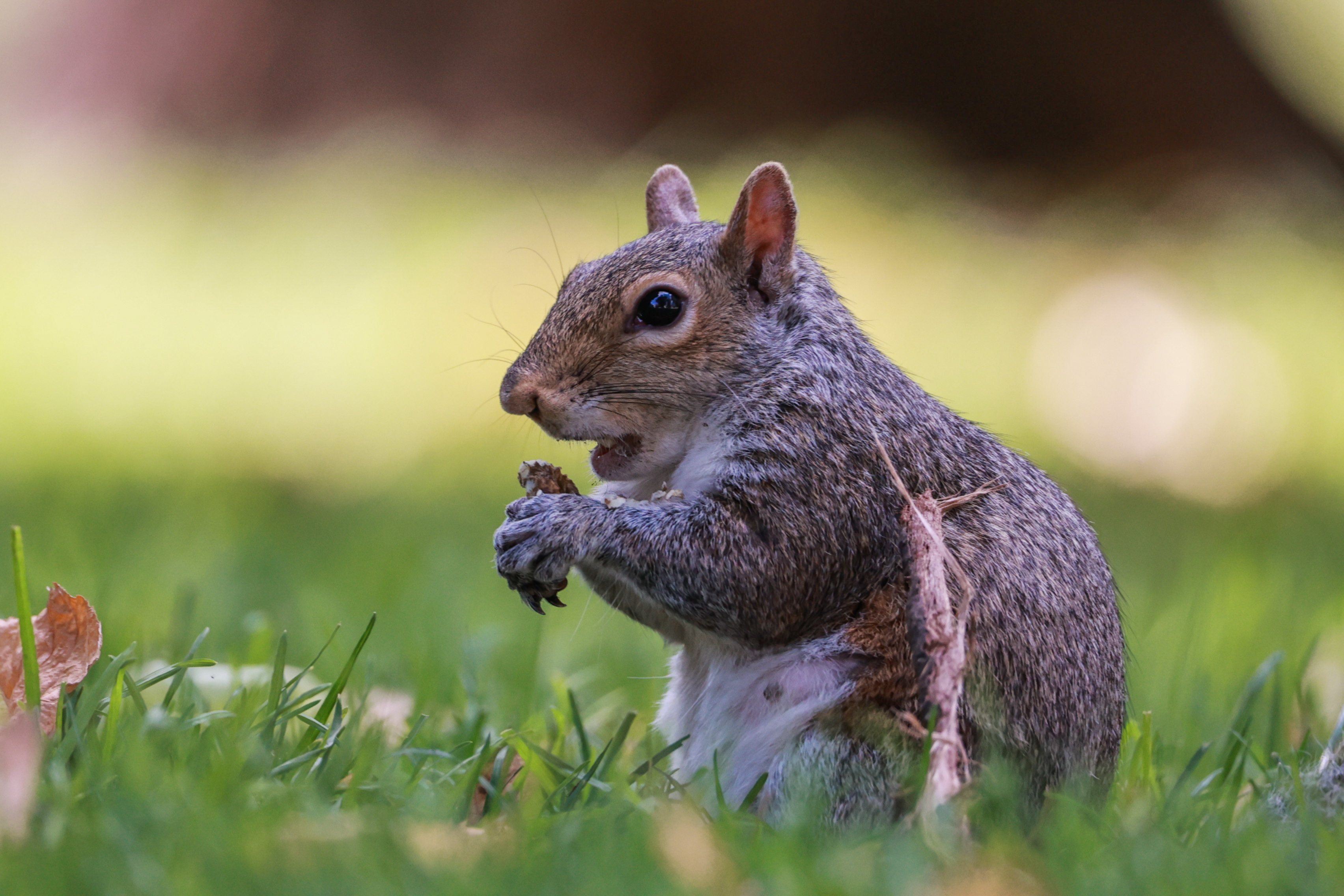 Wildlife — California