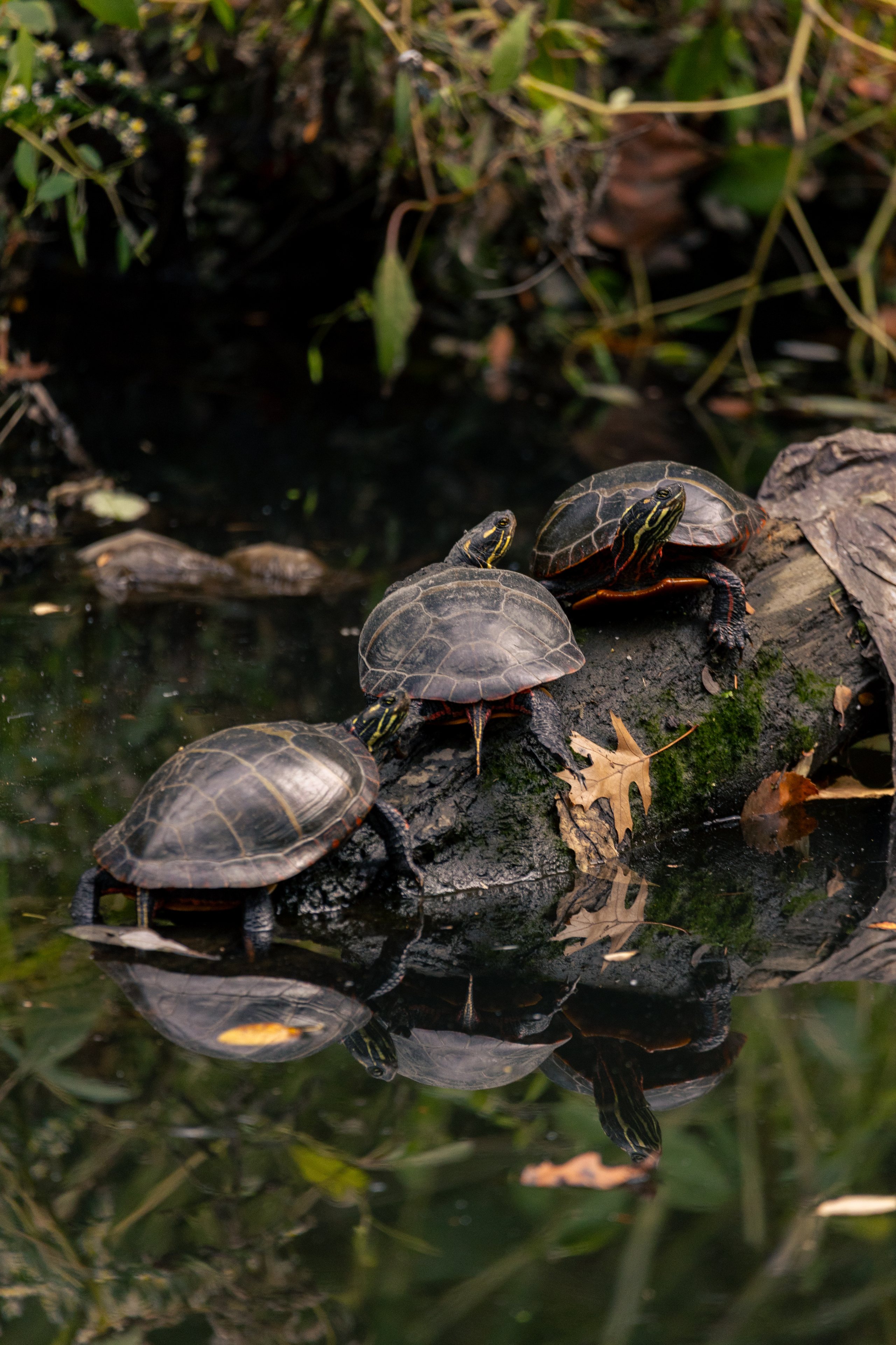 Wildlife — California