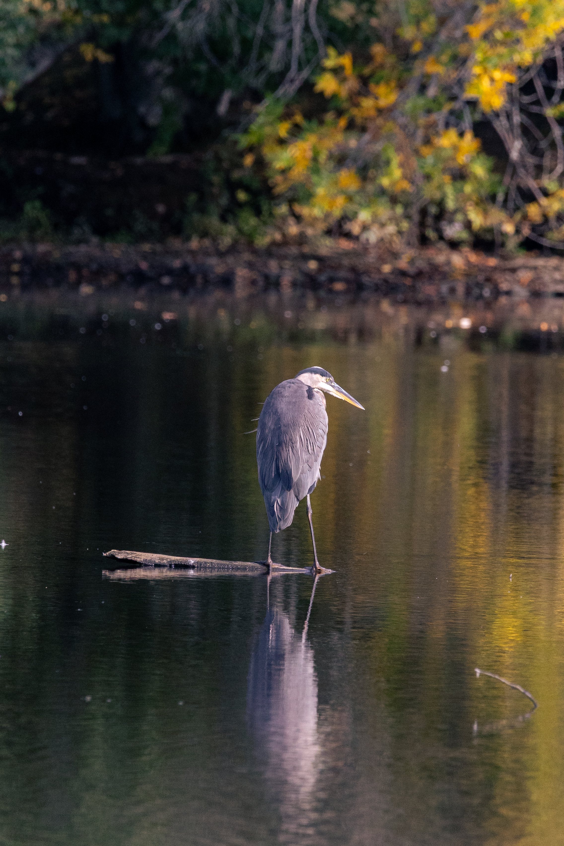 Wildlife — California