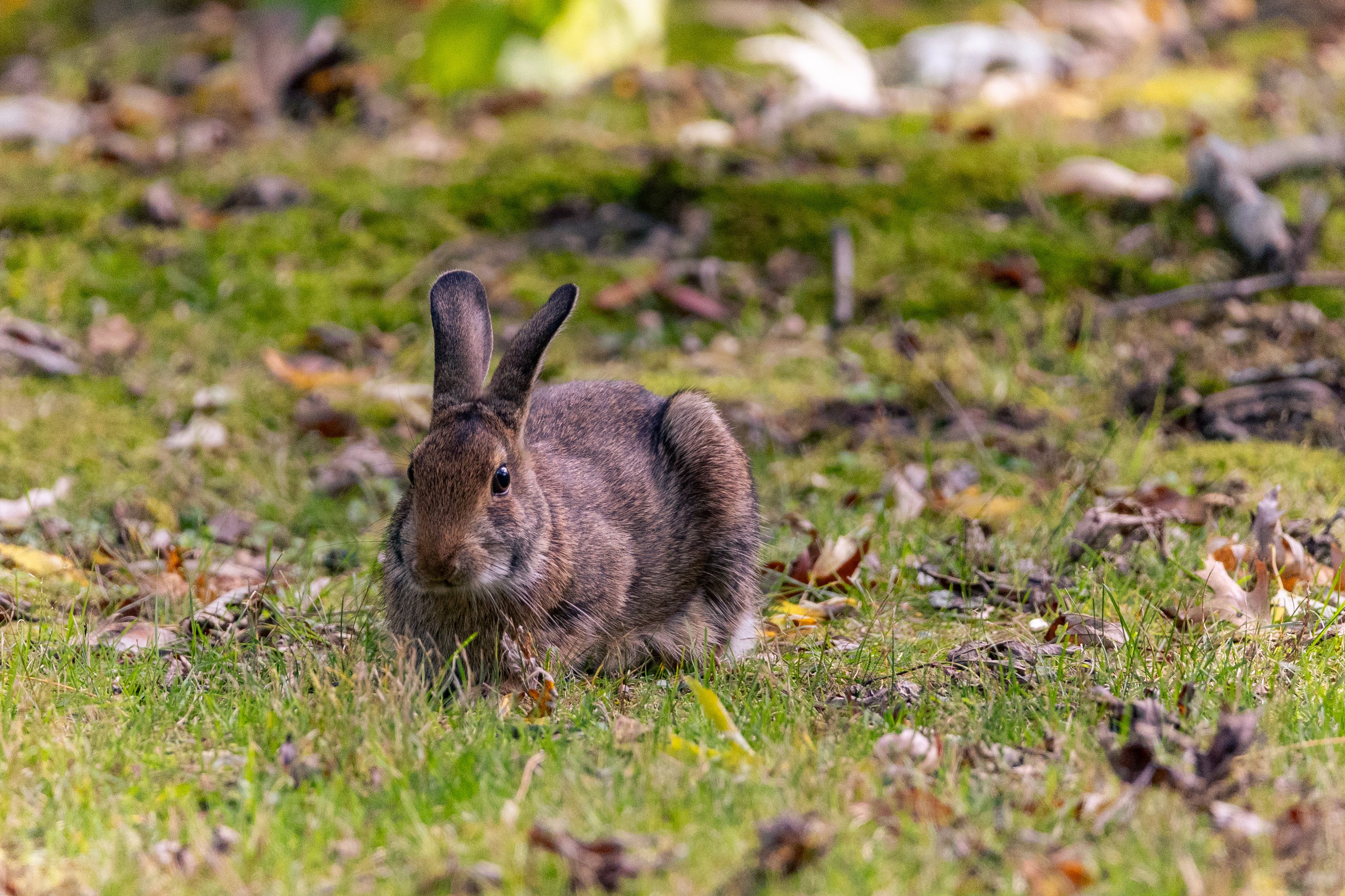 Wildlife — California