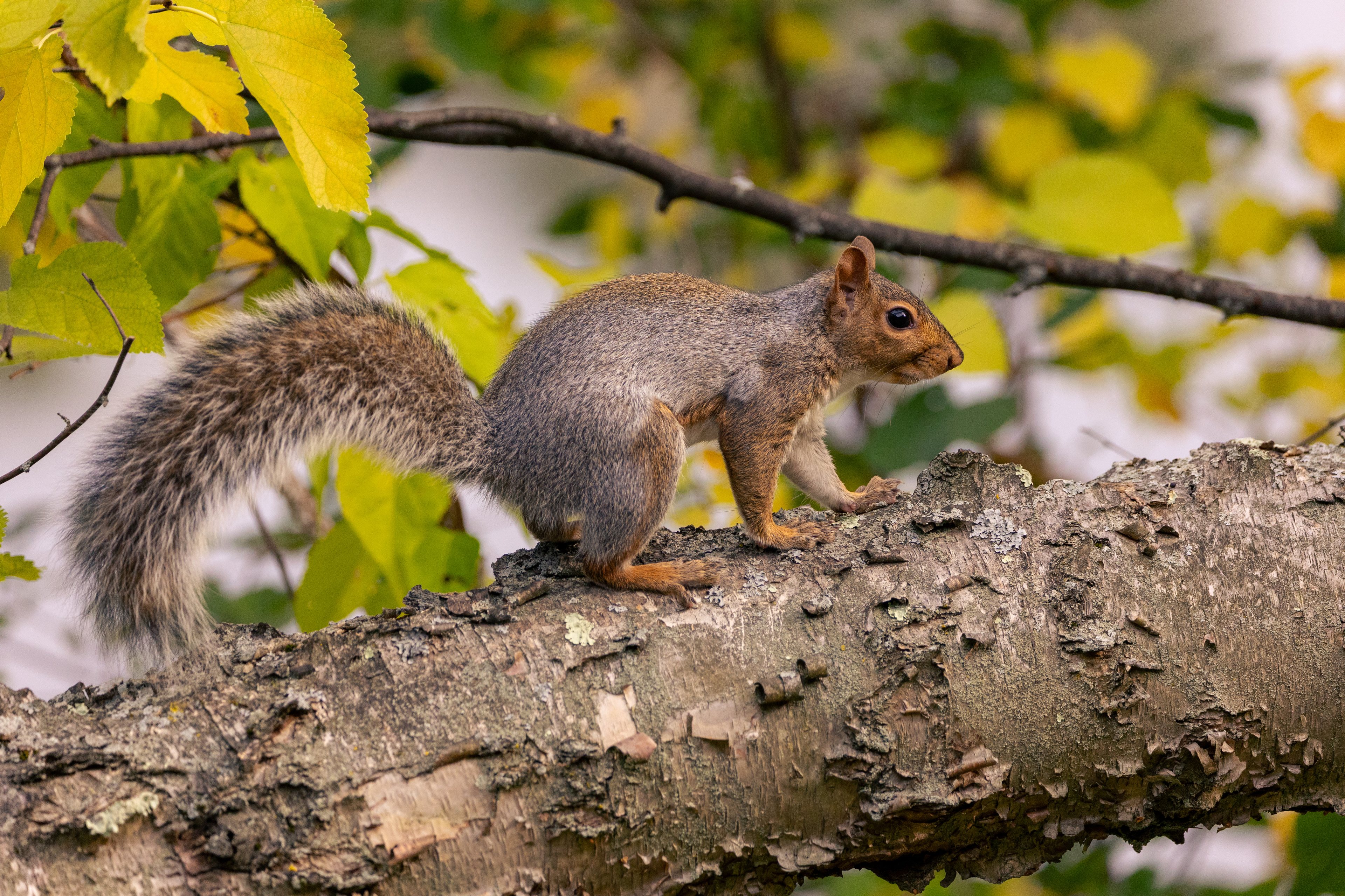 Wildlife — California