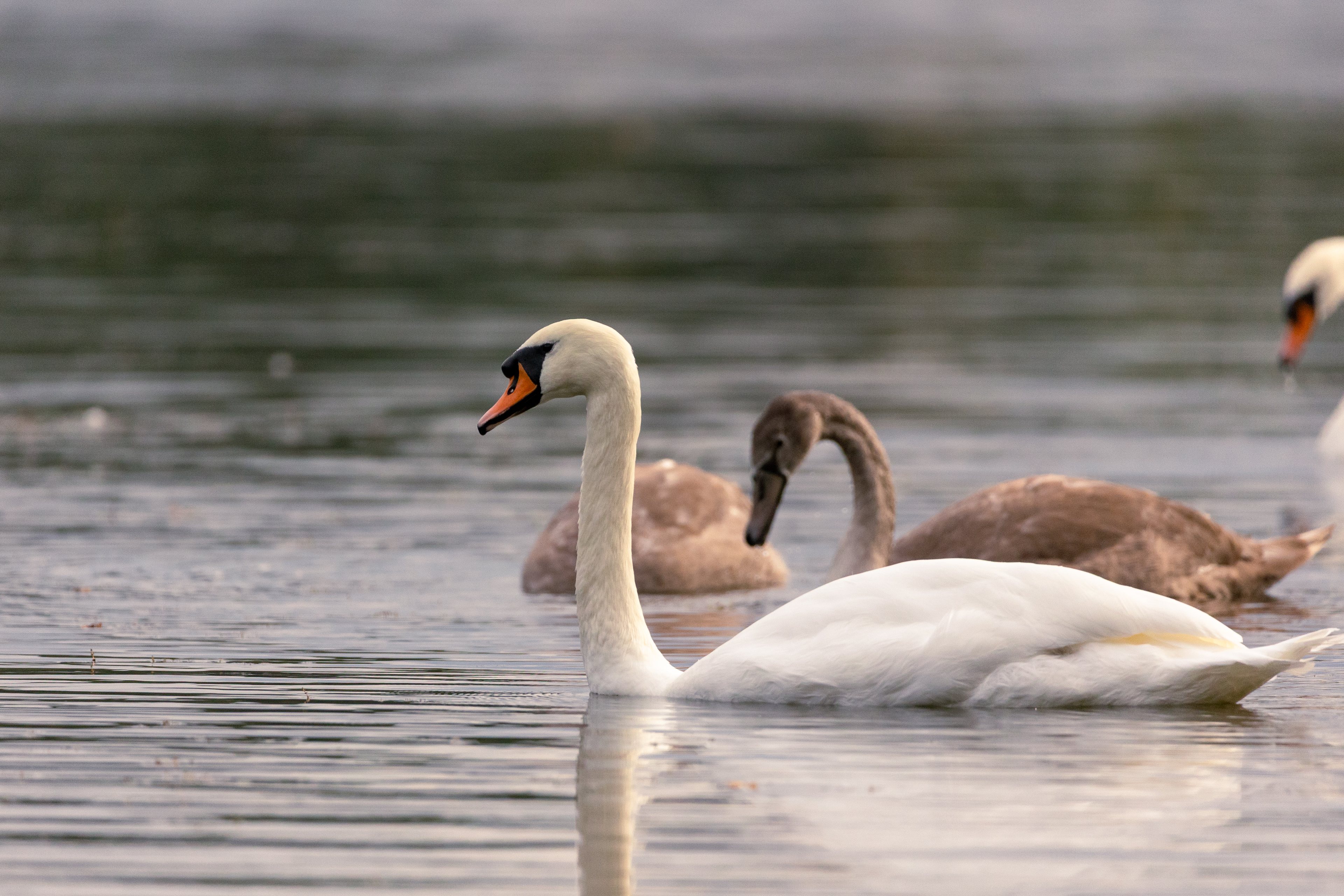 Wildlife — California