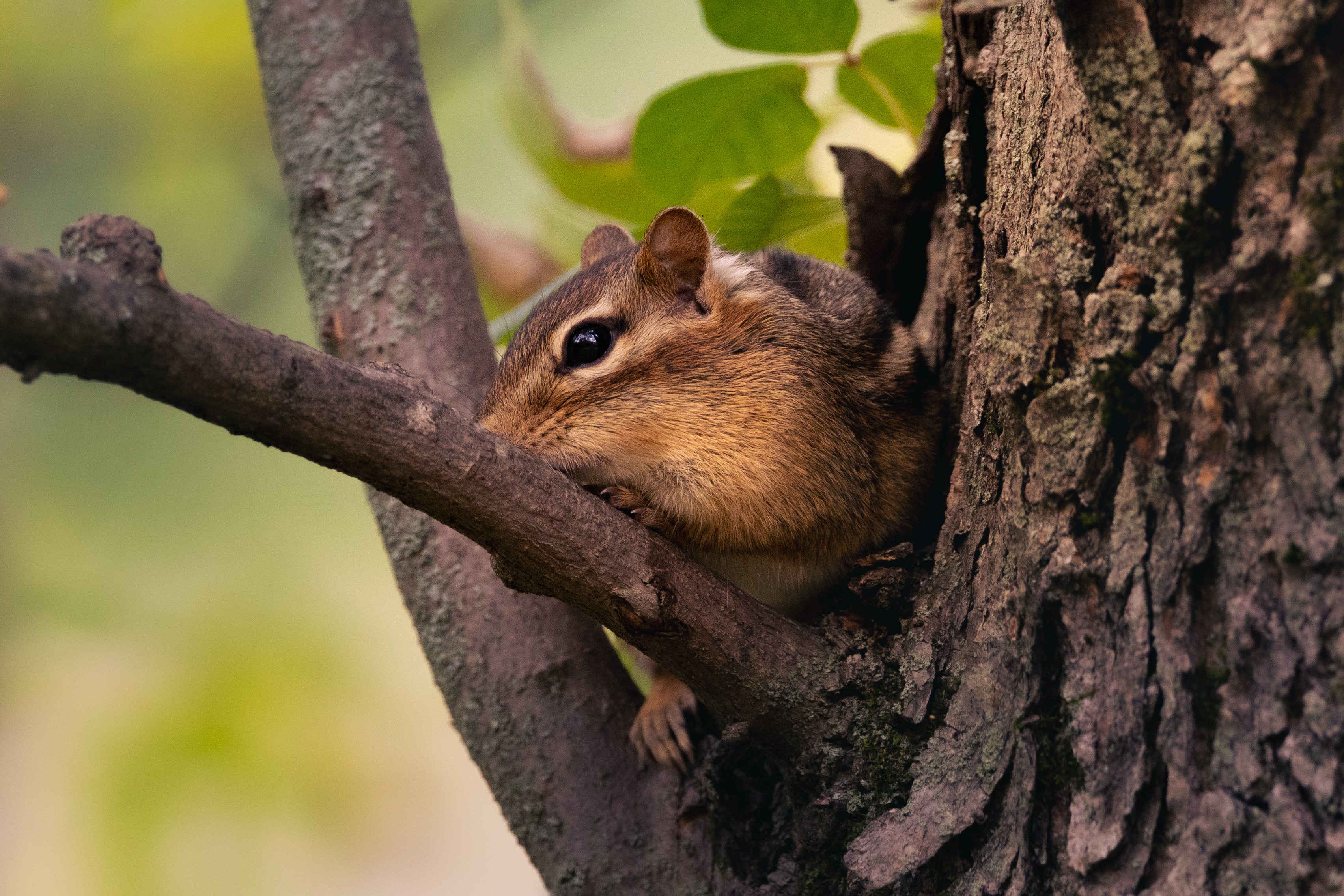 Wildlife — California