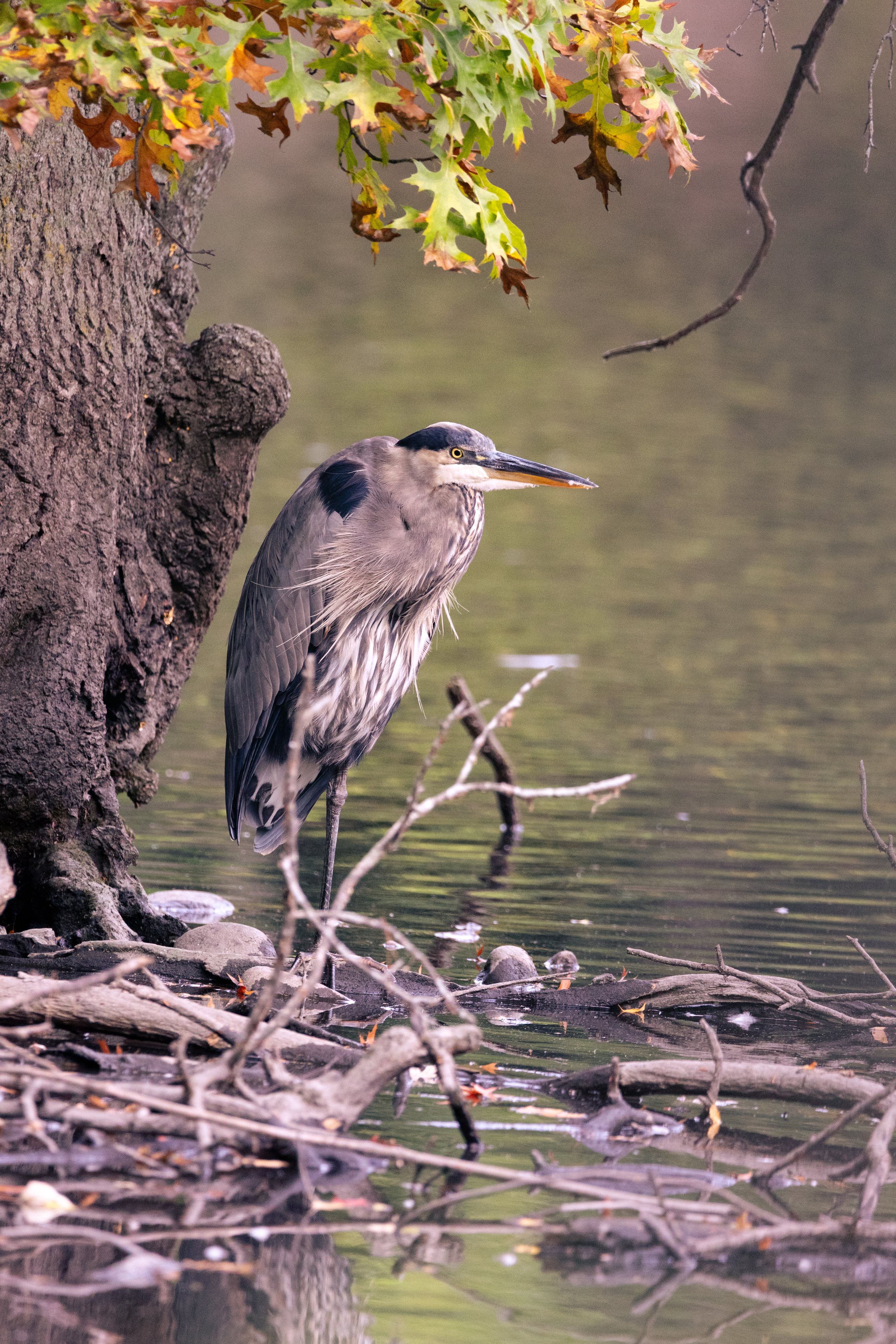 Wildlife — California