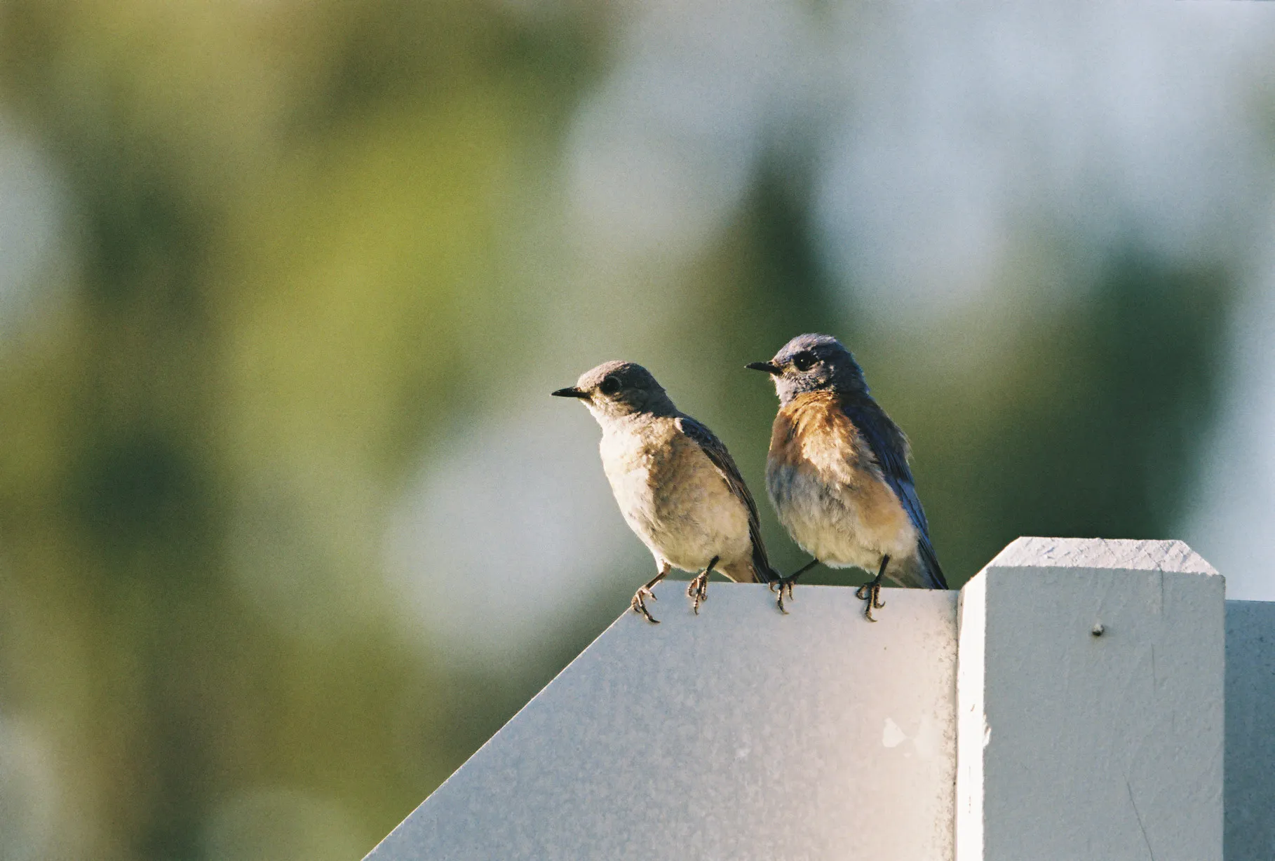 Wildlife — California