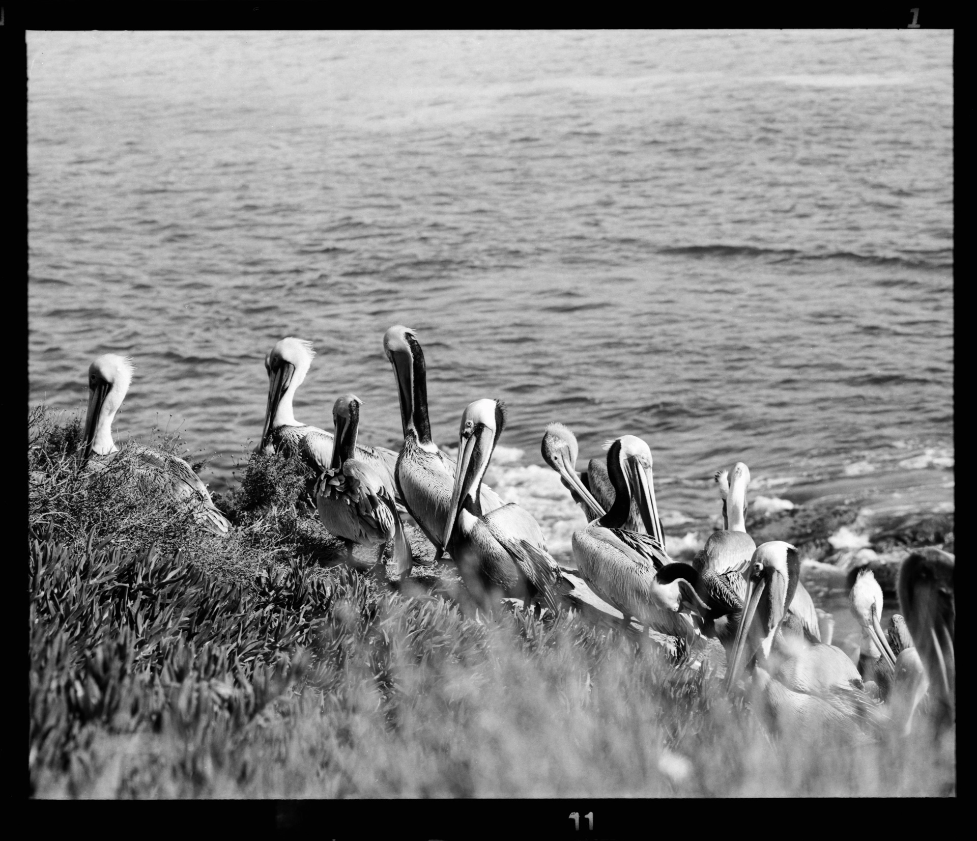Wildlife — California