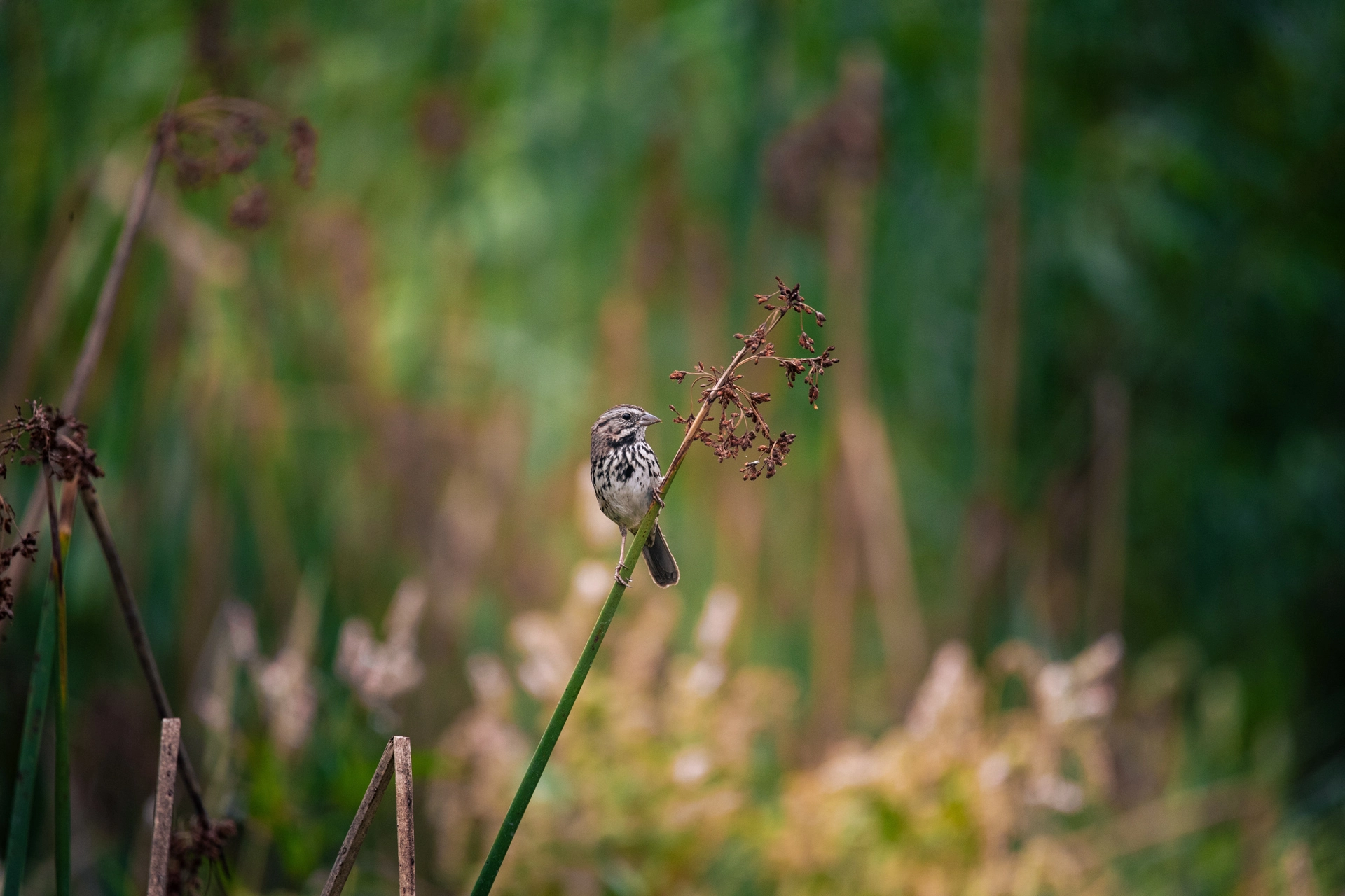 Wildlife — California